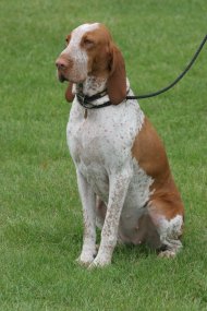 Bracco Italiano