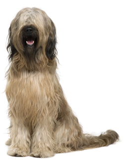 Briard