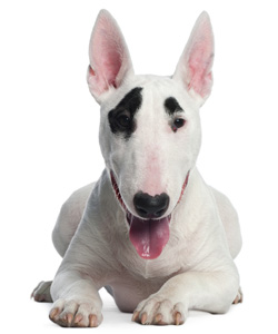 Bull Terrier