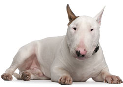 Bull Terrier (Miniature)