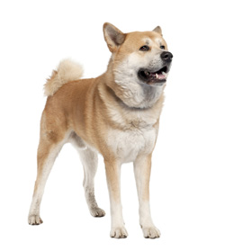 Akita Inu