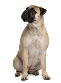 Bullmastiff