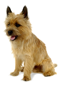 Cairn Terrier