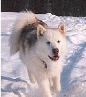 Canadian Eskimo dog