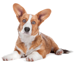 Cardigan Welsh Corgi