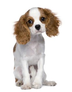 Cavalier King Charles Spaniel