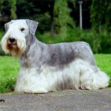 Cesky Terrier