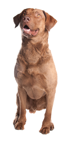 Chesapeake Bay Retriever