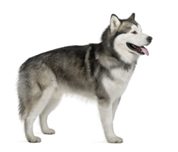 Alaskan Malamute