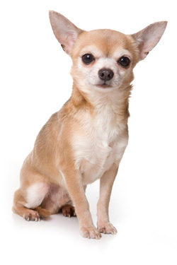 Chihuahua