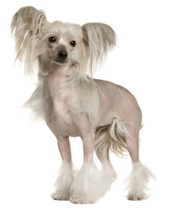 Chinese Crested dog