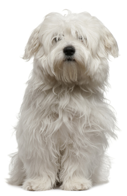 Coton de Tulear