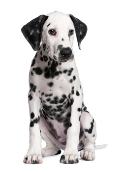 Dalmatian