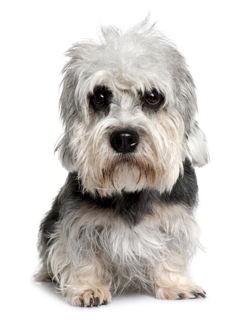 Dandie Dinmont Terrier