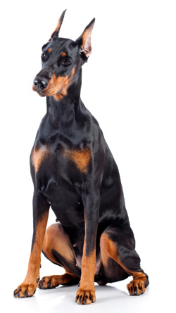 Doberman Pinscher