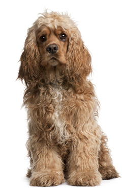 American Cocker Spaniel