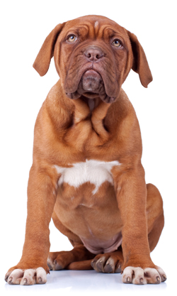 Dogue de Bordeaux