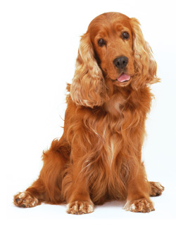 Cocker Spaniel