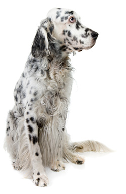 English Setter