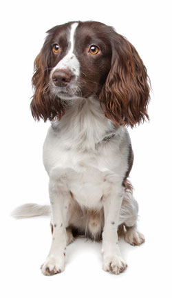 English Springer Spaniel