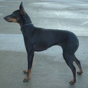 English Toy Terrier