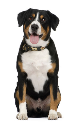 Entlebucher Mountain dog