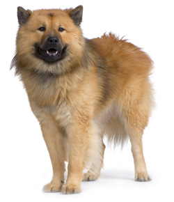 Eurasier