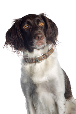 American Water Spaniel