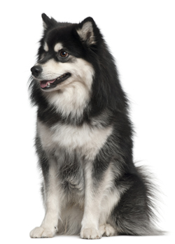 Finnish Lapphund