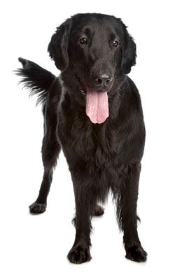 Flat-Coated Retriever