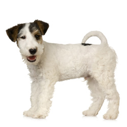 Fox Terrier