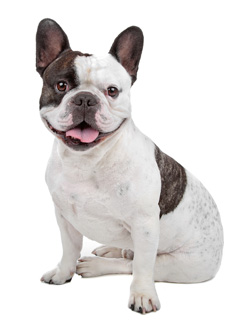 French Bulldog