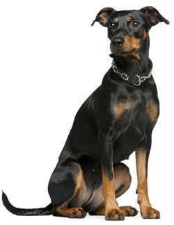 German Pinscher