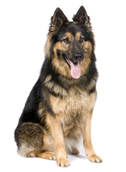 German Shepherd dog