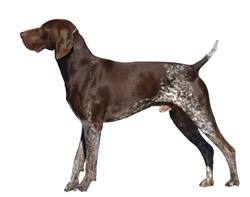 German Shorthaired Pointer