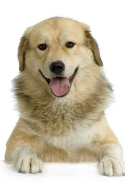 Anatolian Shepherd dog