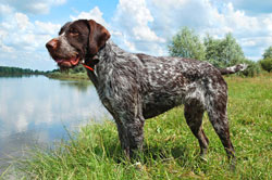 German Wirehaired Pointer