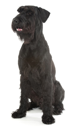 Giant Schnauzer