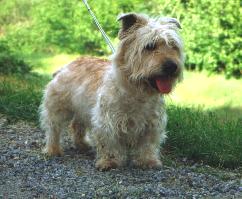 Glen of Imaal Terrier