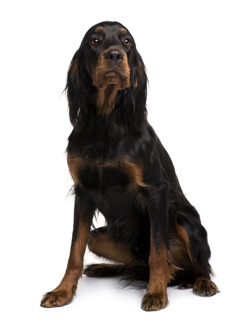 Gordon Setter