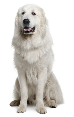 Pyrenean mountain dog 