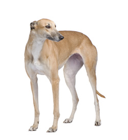 Greyhound