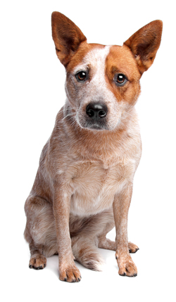 Australian cattle dog