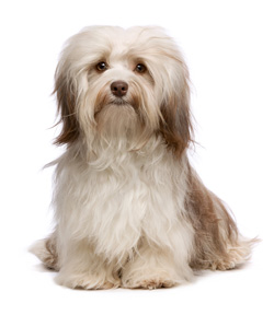 Havanese