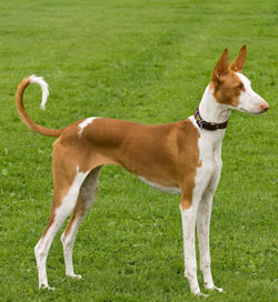 Ibizan Hound