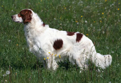 Irish Red and White Setter