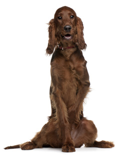 Irish Setter