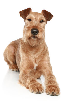 Irish Terrier