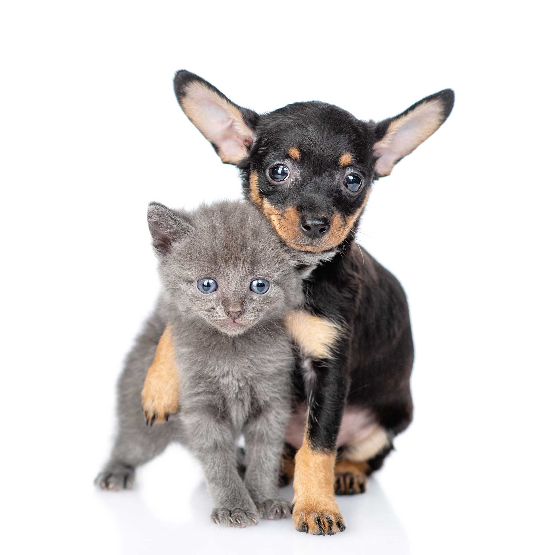 Pedigree dog and cat relaxing together