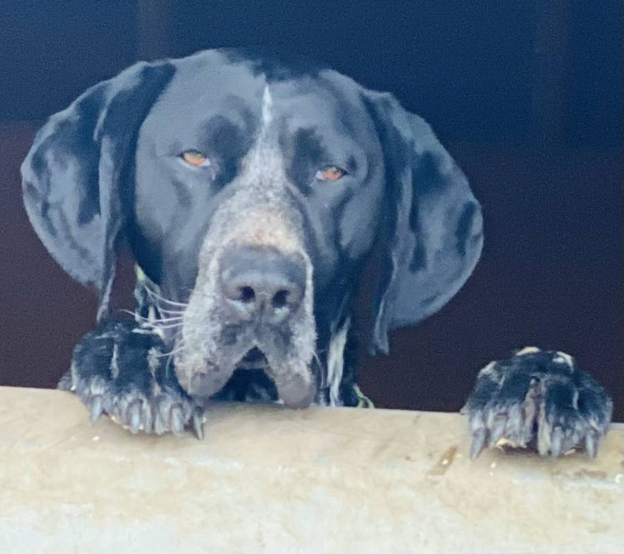 Pet image